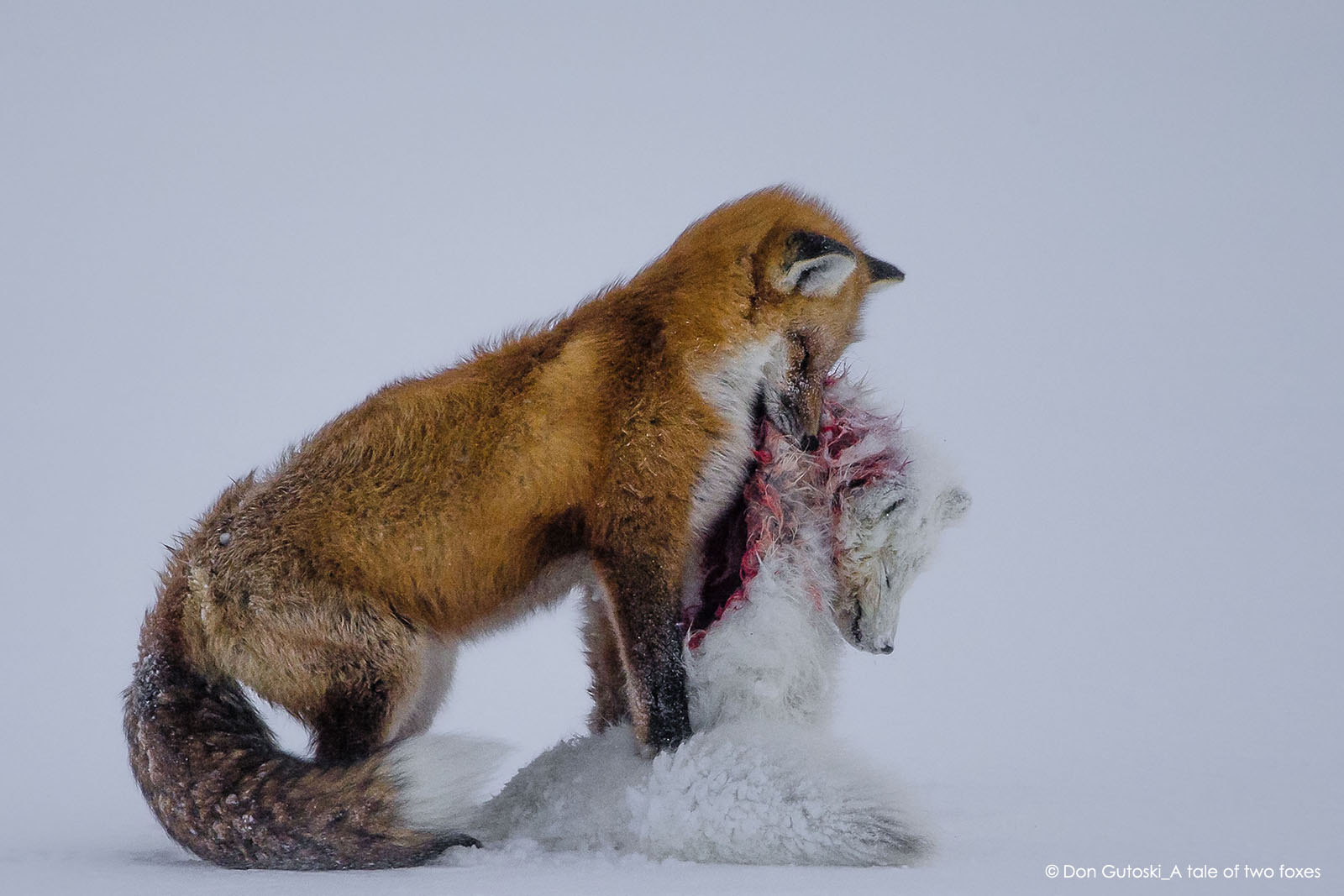 Wildlife Photographer of the Year